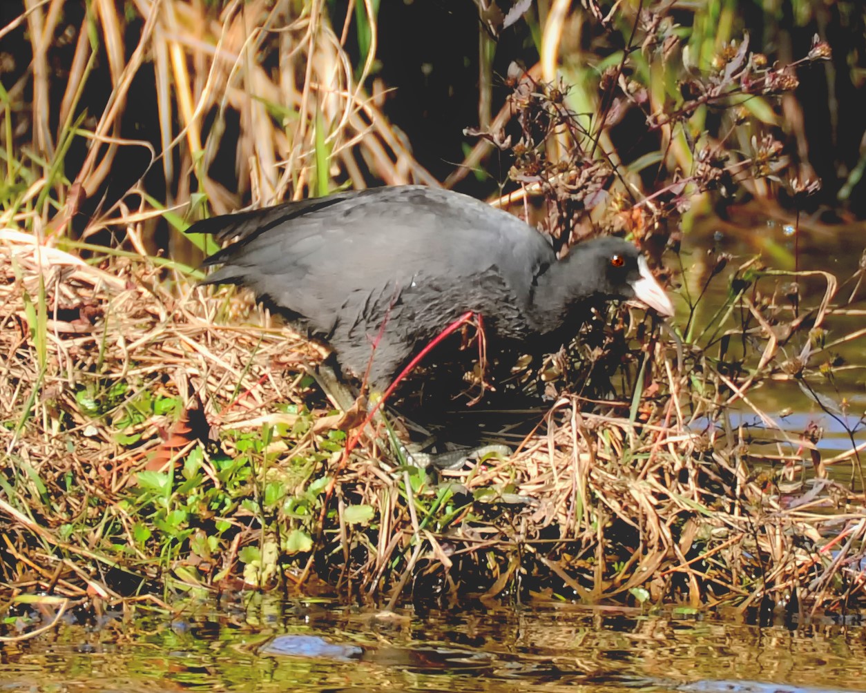 《神农架常见野生鸟类图鉴》白骨顶