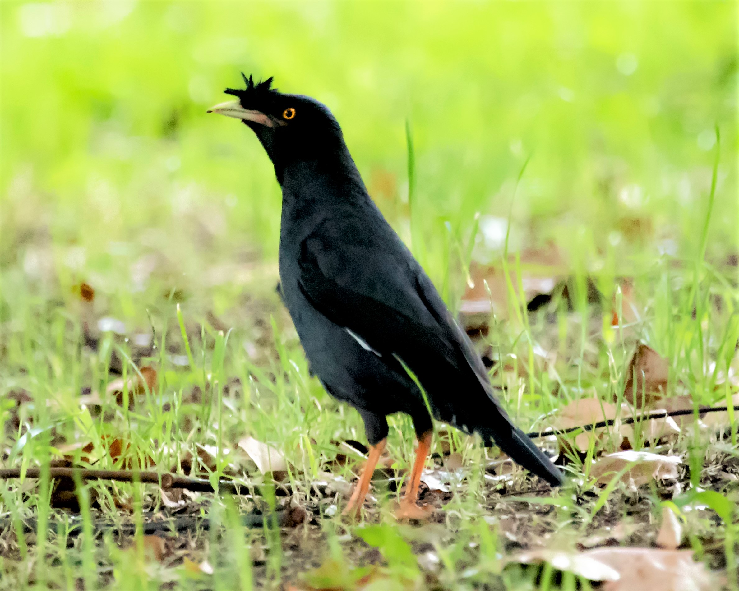 《神农架常见野生鸟类图鉴》八哥
