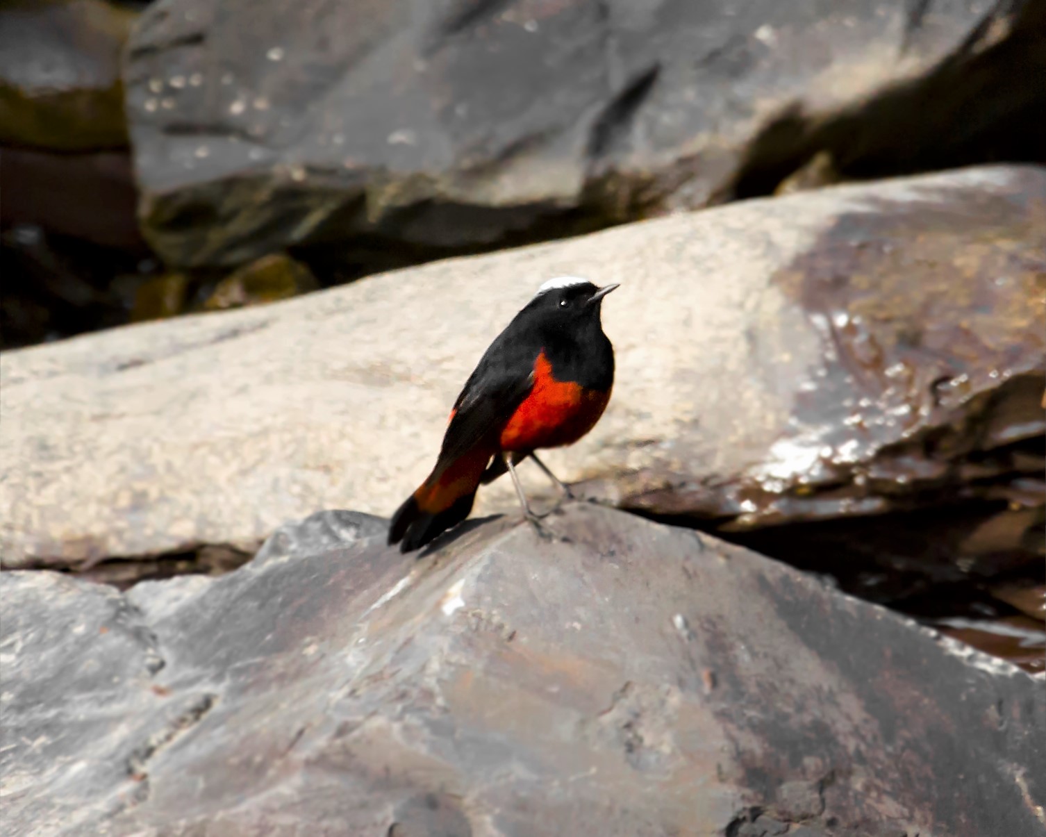 《神农架常见野生鸟类图鉴》白顶溪鸲