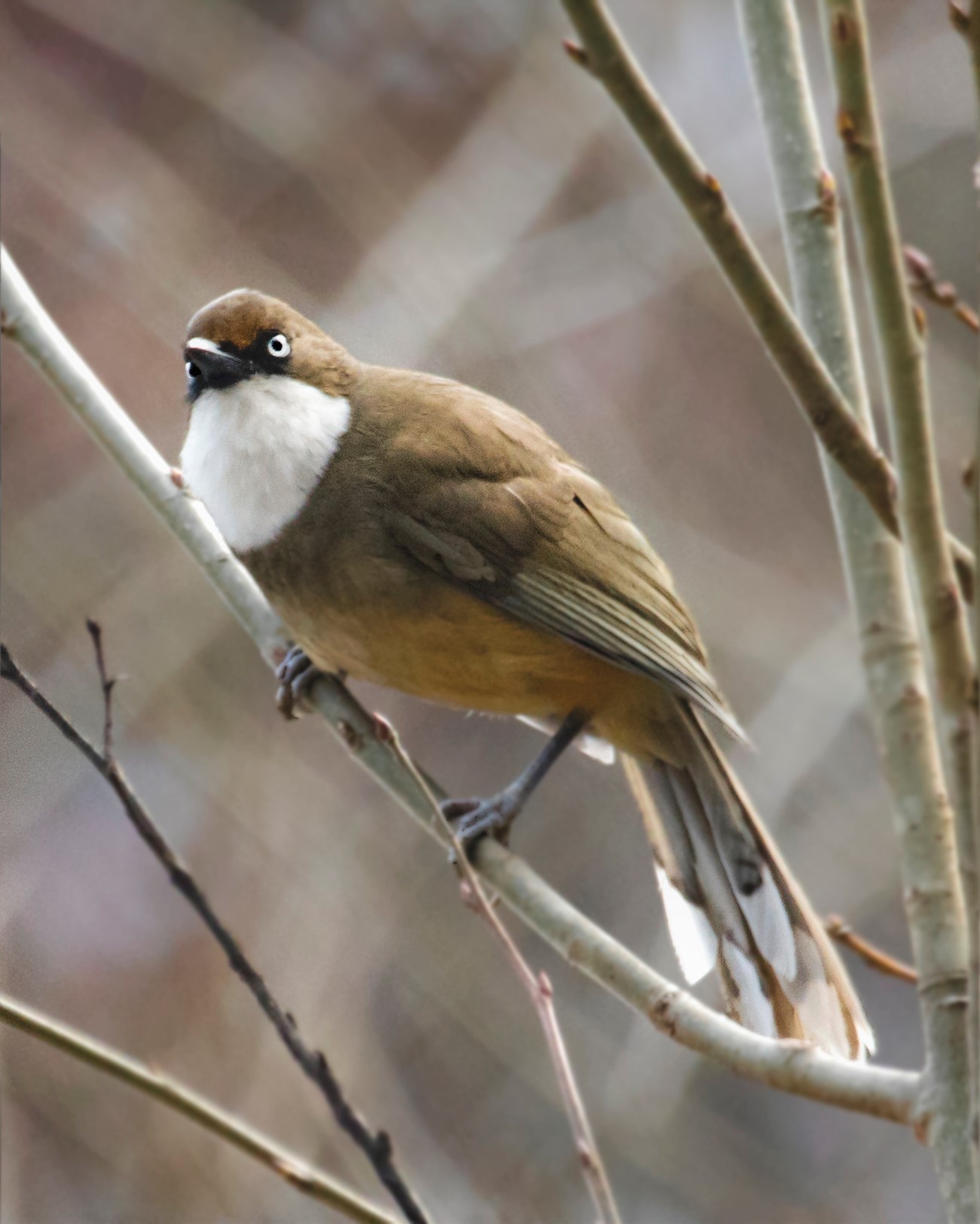《神农架常见野生鸟类图鉴》白喉噪鹛
