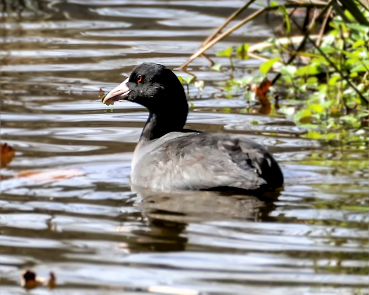 《神农架常见野生鸟类图鉴》白骨顶