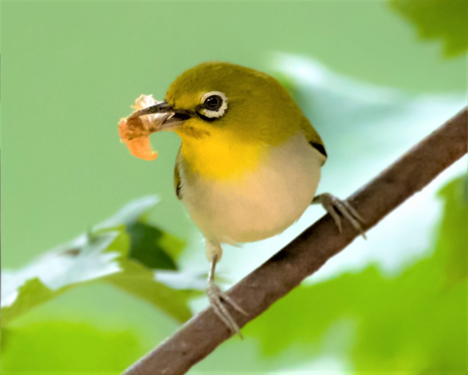 《神农架常见野生鸟类图鉴》暗绿绣眼鸟