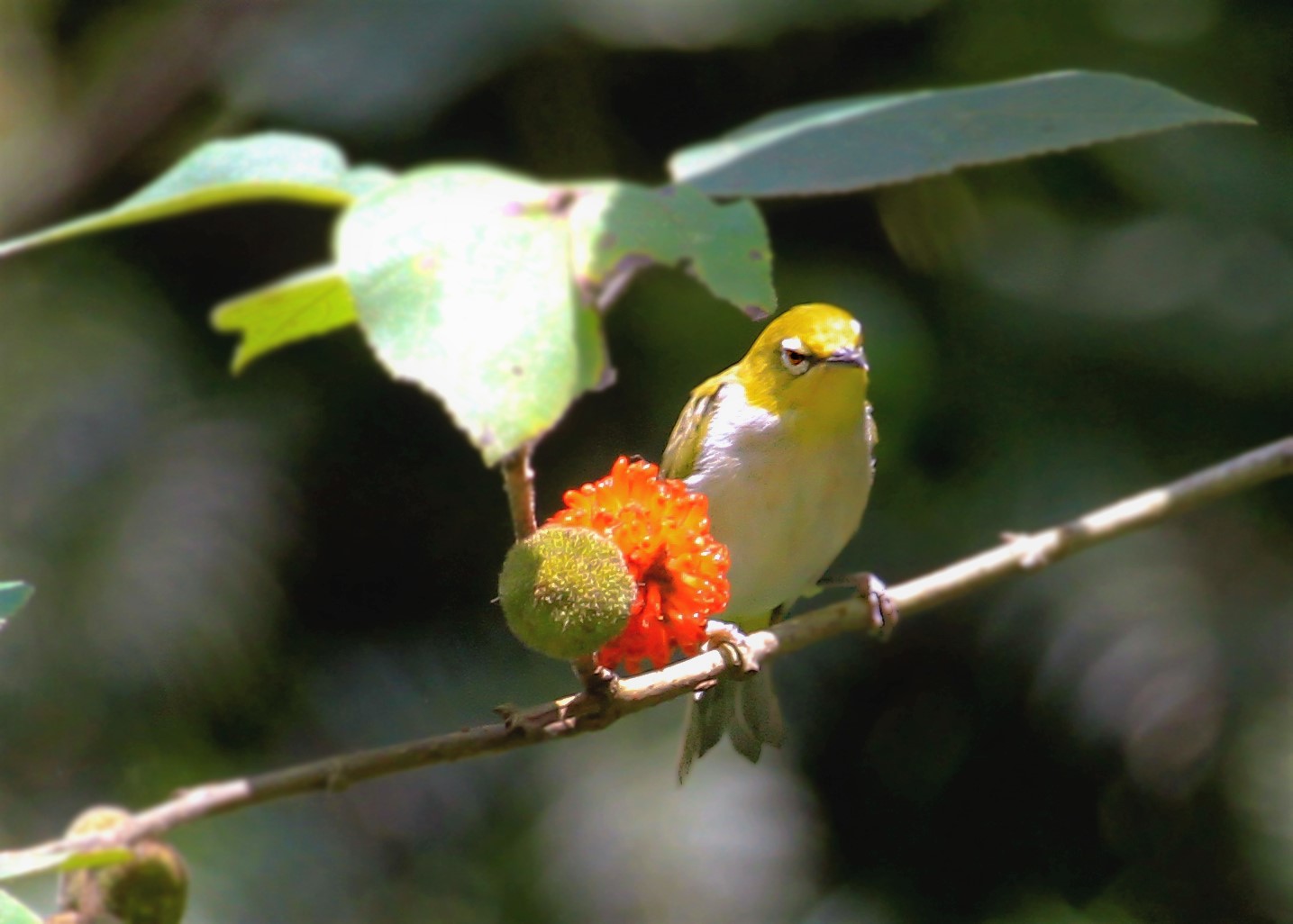 《神农架常见野生鸟类图鉴》暗绿绣眼鸟