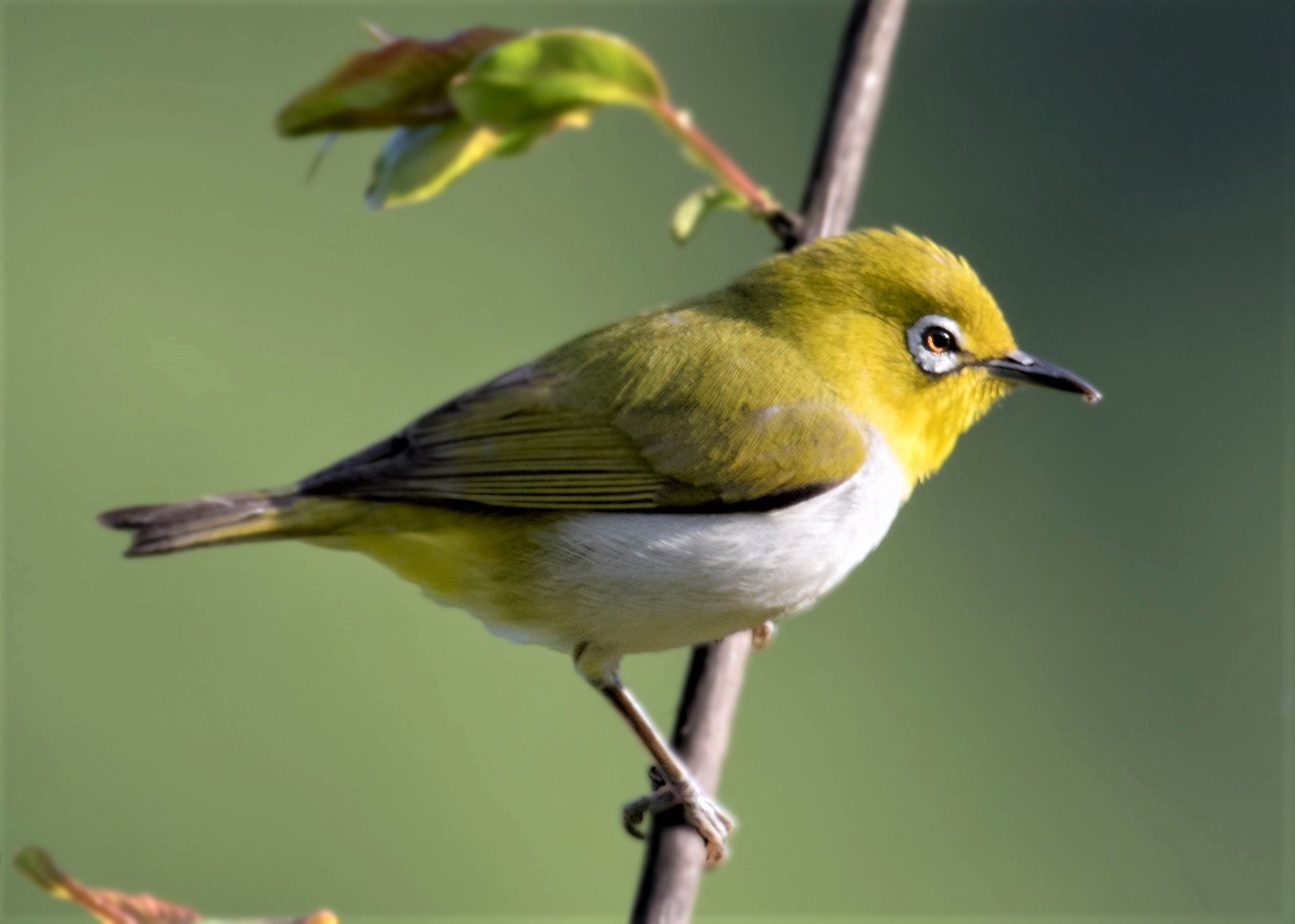 《神农架常见野生鸟类图鉴》暗绿绣眼鸟