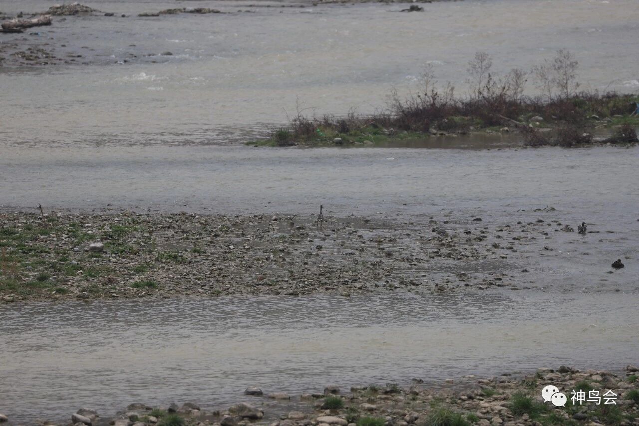林区新鸟：针尾鸭