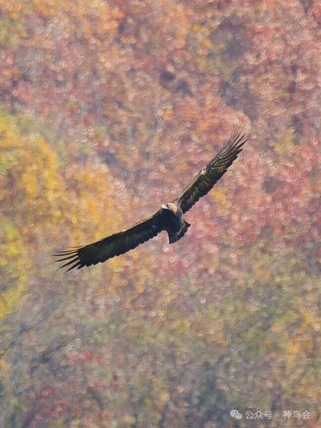 金秋宋洛,金雕翱翔