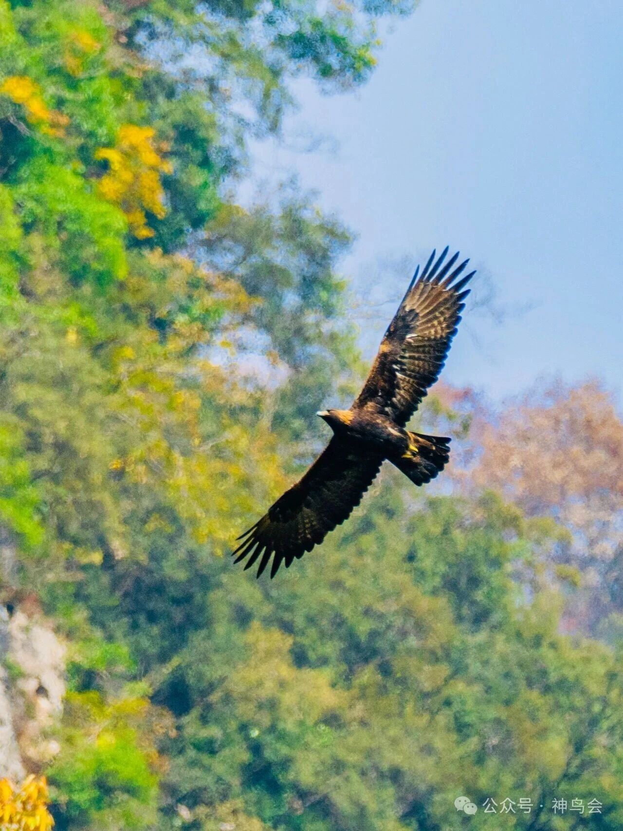 金秋宋洛，金雕翱翔