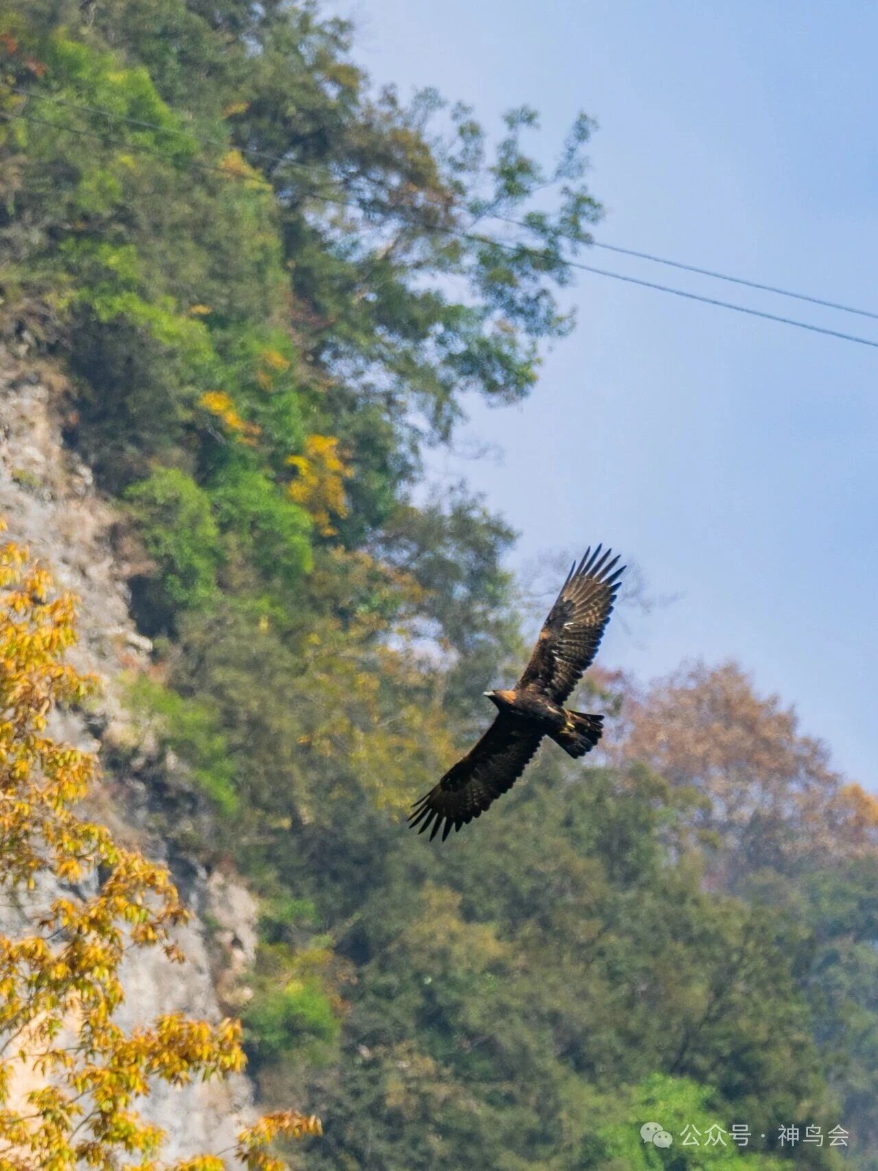 金秋宋洛，金雕翱翔