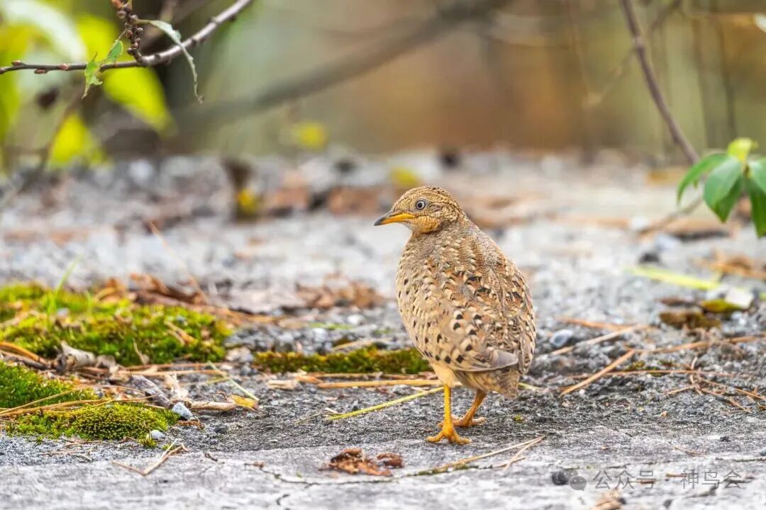 赴约山林，对话自然：宜昌队获神农架观鸟赛冠军
