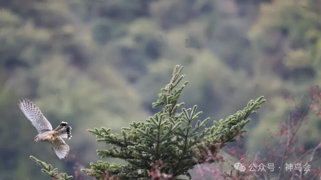 神农架观鸟吟：参加第六届&ldquo;神农架杯&rdquo;观鸟活动有感