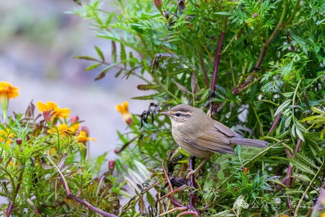 会员精选作品：赴约山林，对话自然：宜昌队获神农架观鸟赛冠军