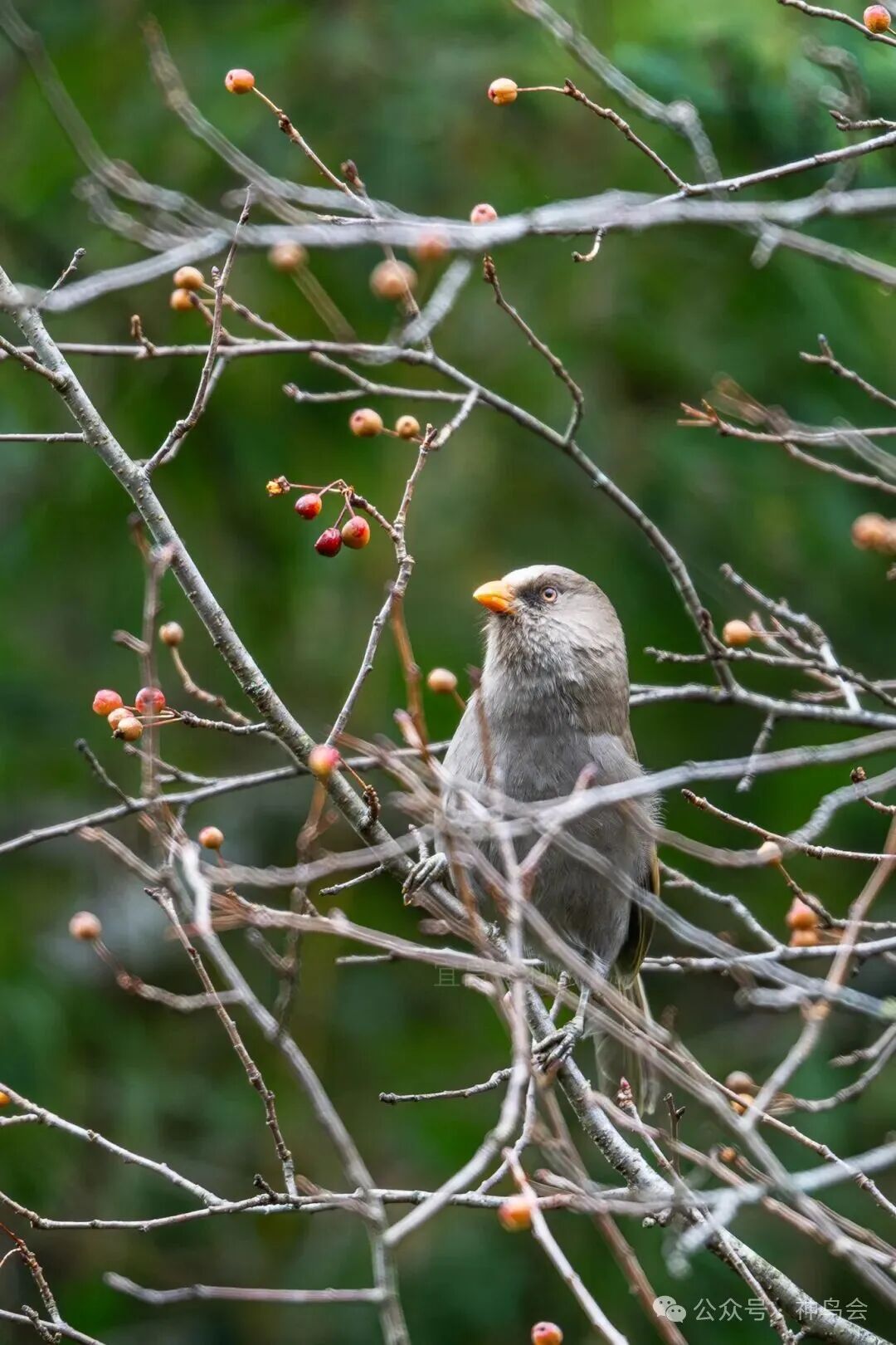 赴约山林，对话自然：宜昌队获神农架观鸟赛冠军