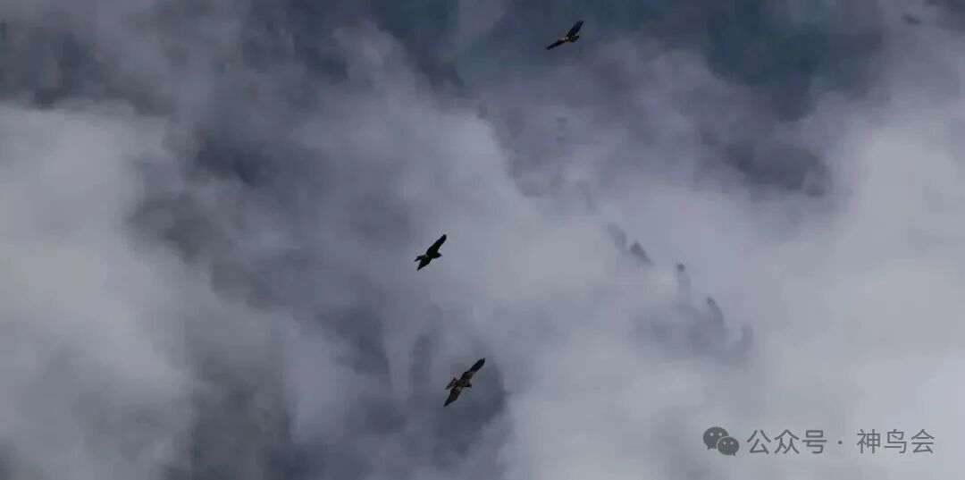 神农架观鸟吟：参加第六届&ldquo;神农架杯&rdquo;观鸟活动有感