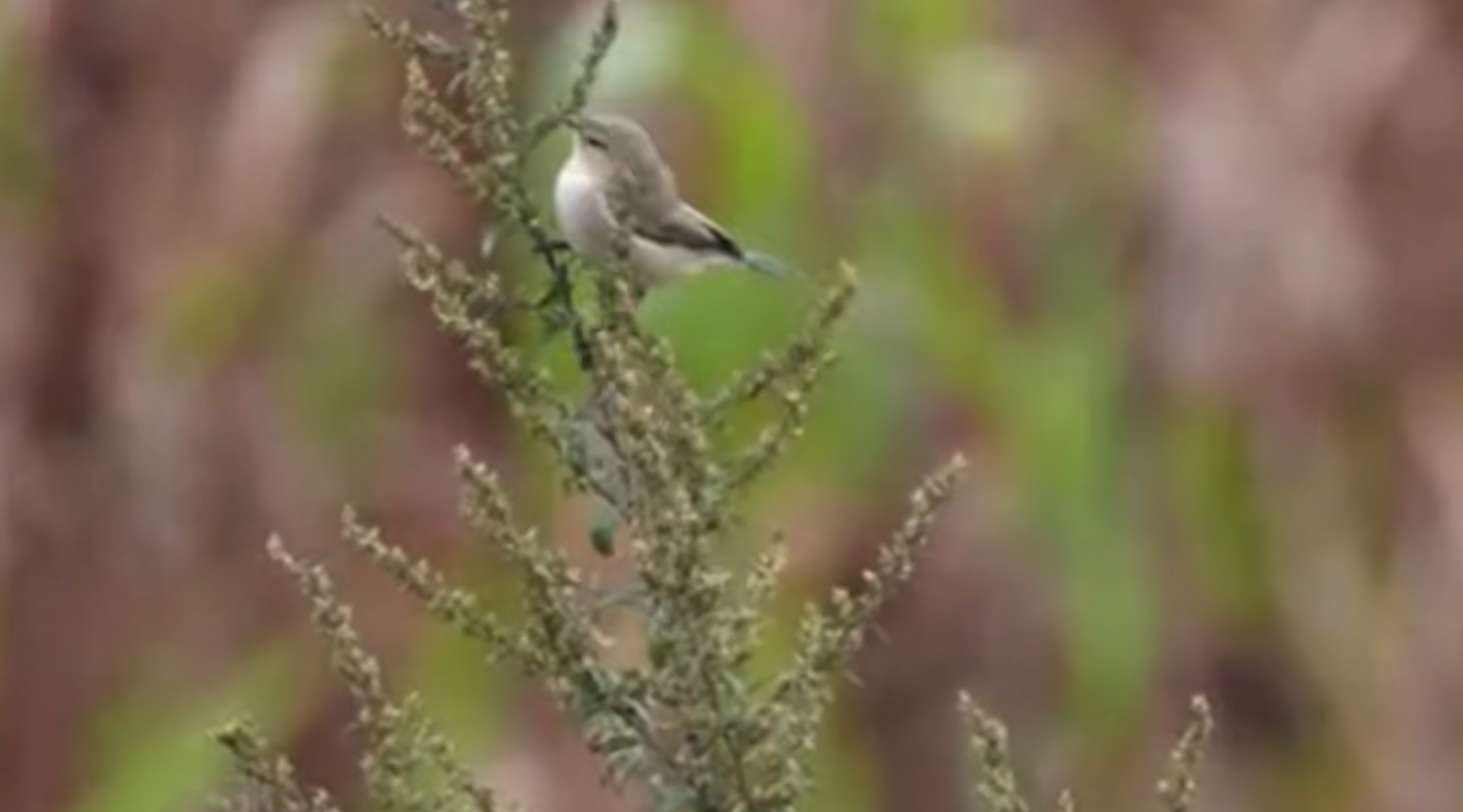 叽喳柳莺给十月神农架