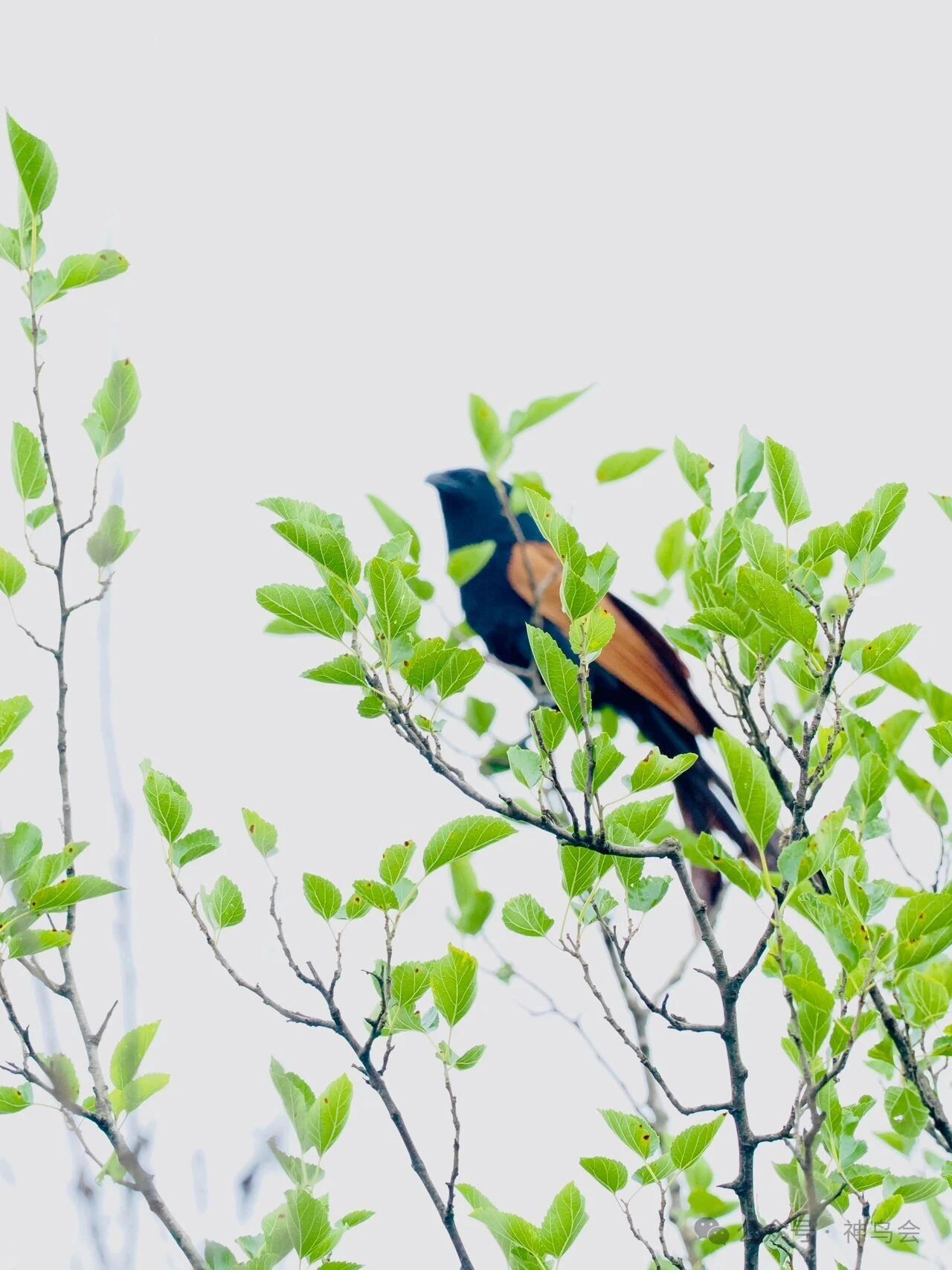 枝叶后面的小鸦鹃